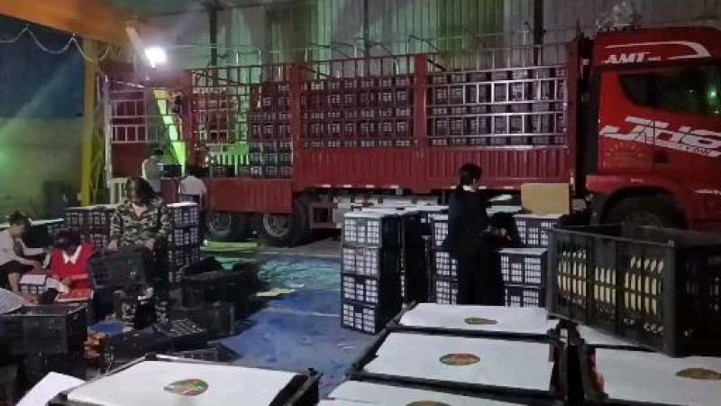 景泰陆地硬粉西红柿二层果大量上市