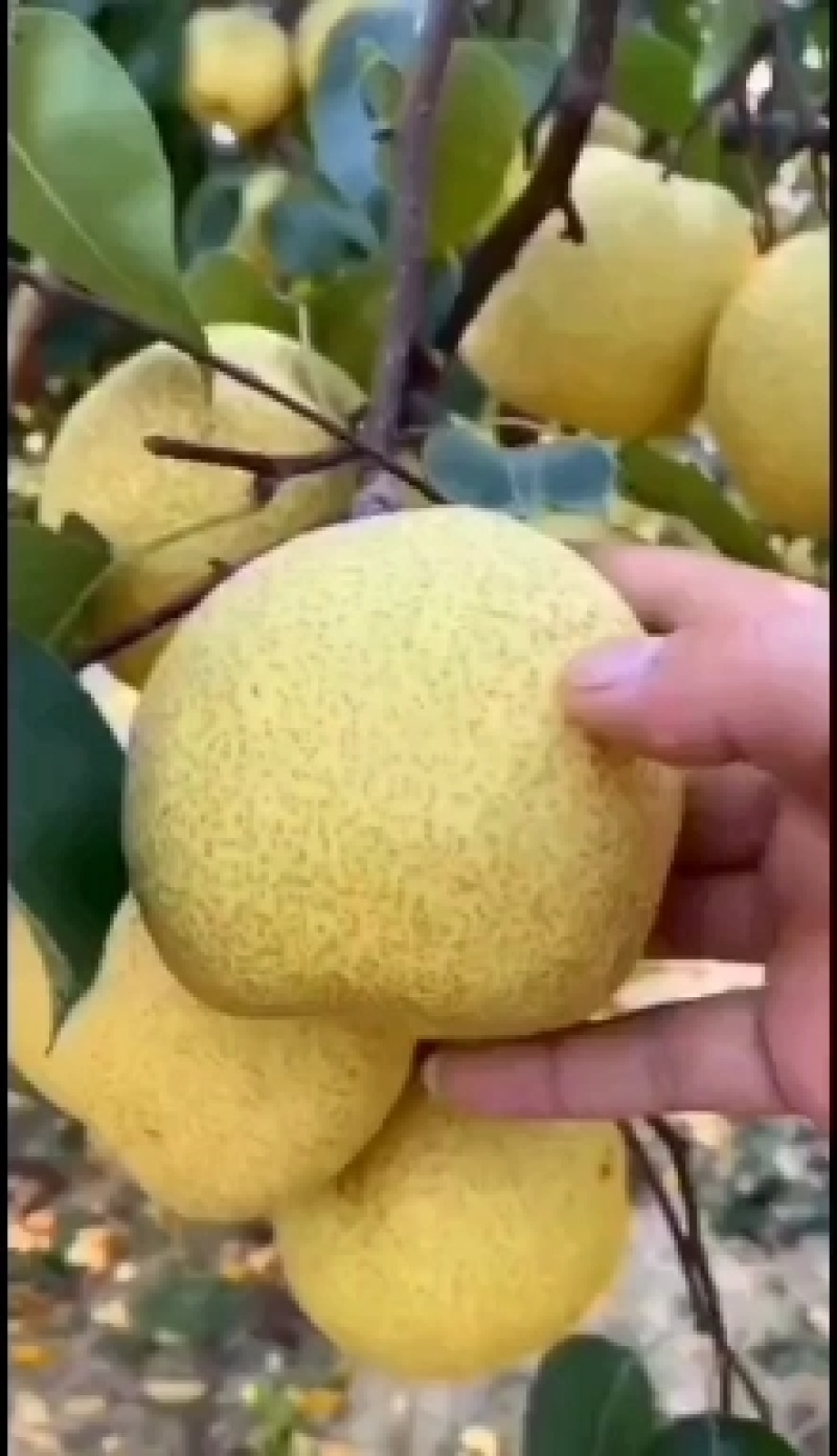 梨砀山酥梨精品梨皮薄汁多甜脆一件代发