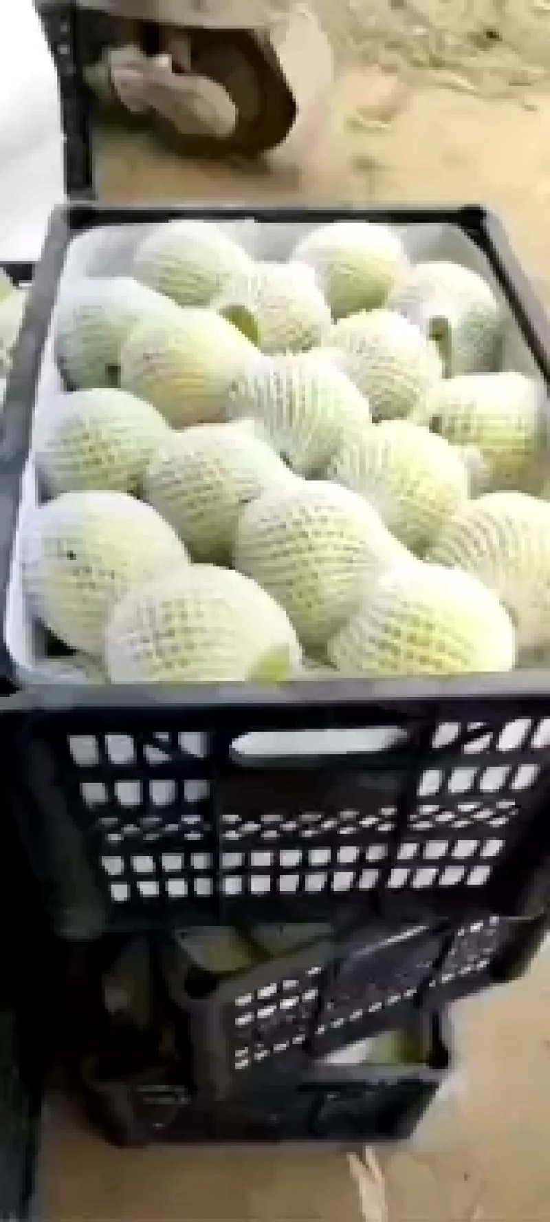 梨砀山酥梨精品梨皮薄汁多甜脆一件代发