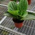 宝莲灯花苗盆栽花卉绿植花卉四季阳台室内名贵绿植