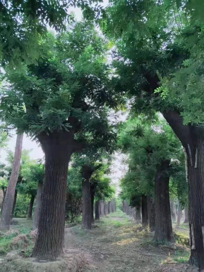 国槐，精品国槐，3_20公分国槐，自家苗圃，品质高价格低