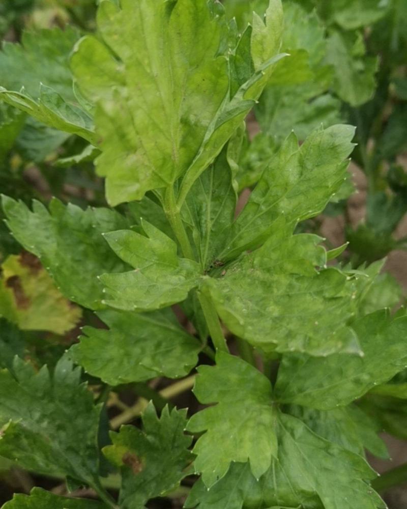 马家沟芹菜，坐标青岛平度