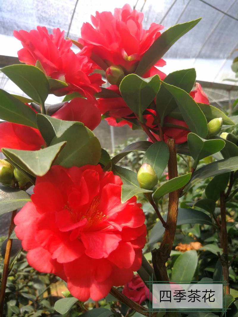 四季茶花四季山茶花茶七芯茶花盆栽四季茶花四季杜鹃茶花