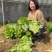 意大利全年耐抽苔生菜种子厂家直发常年供应生菜种子