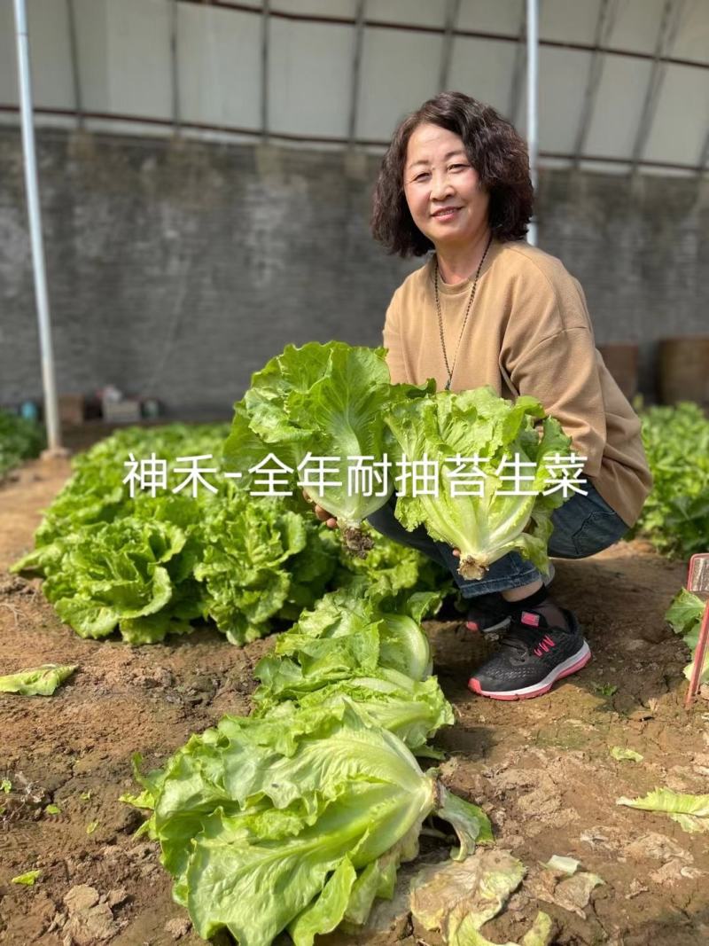 意大利全年耐抽苔生菜种子厂家直发常年供应生菜种子