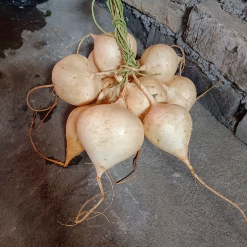 沙葛批发
