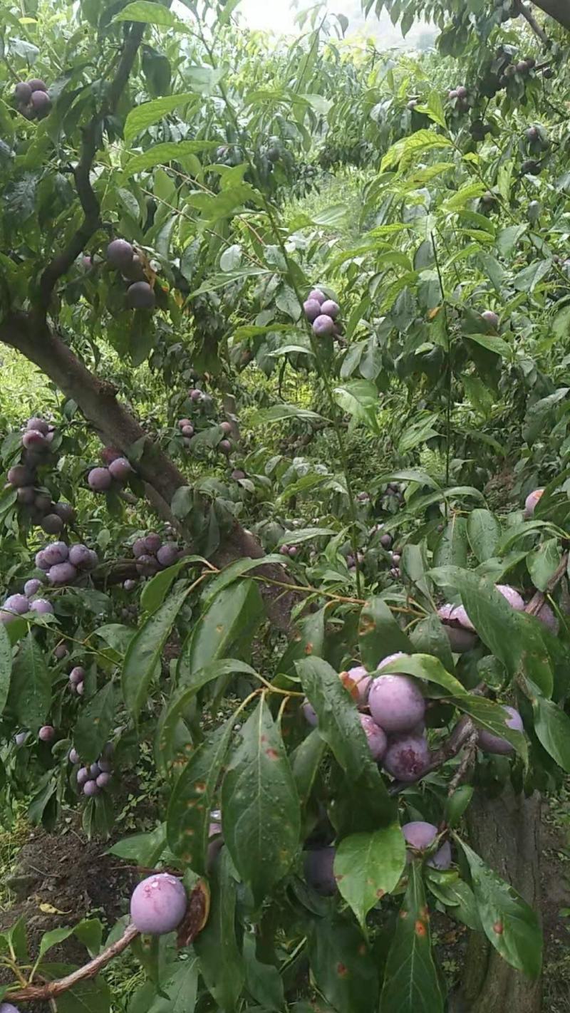 脆红李，青脆李热销中