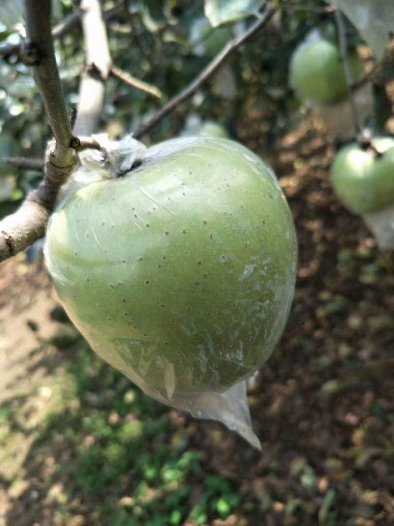 山东省沂水金帅苹果大量供应，质量非常好需要的联系。