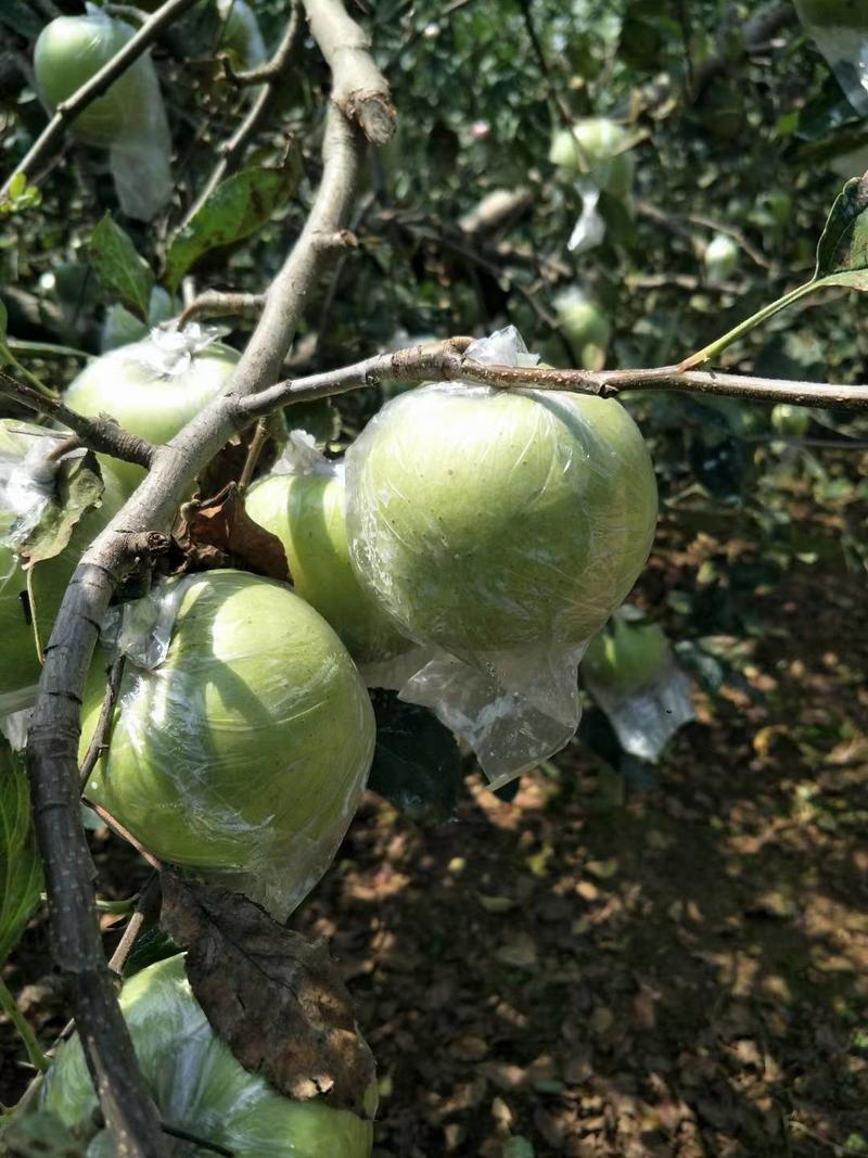 山东省沂水金帅苹果大量供应，质量非常好需要的联系。