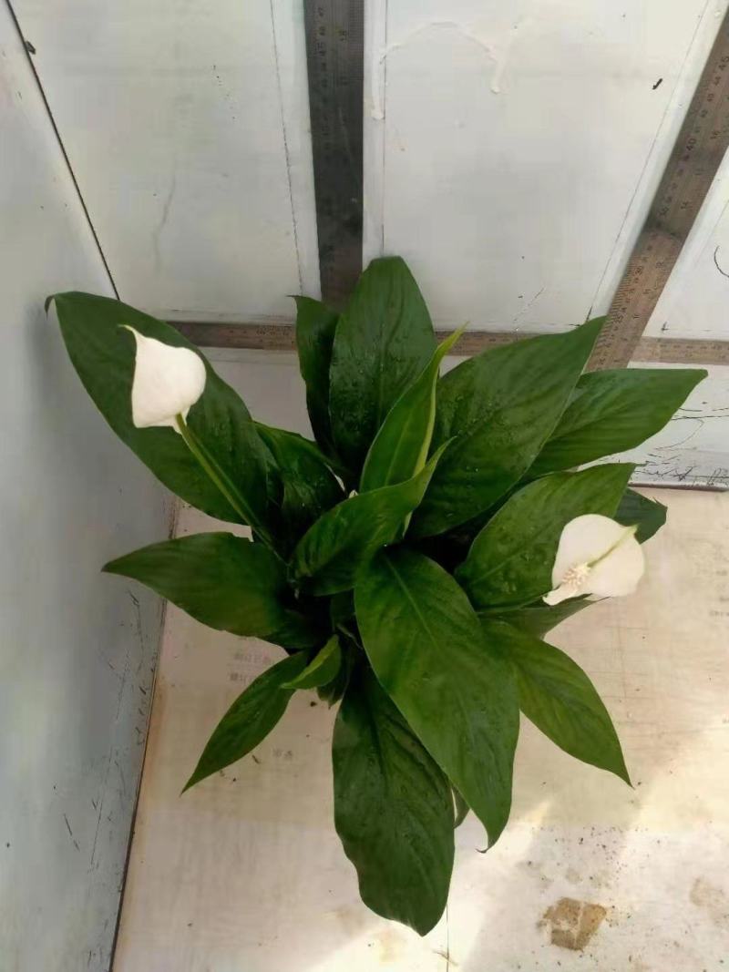 基地特价白掌盆栽一帆风顺量大可谈