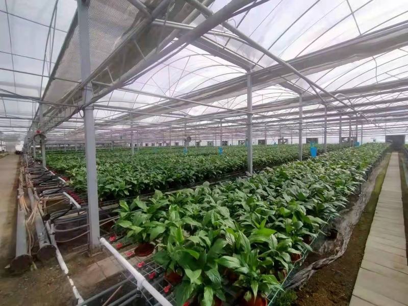 基地特价白掌盆栽一帆风顺量大可谈