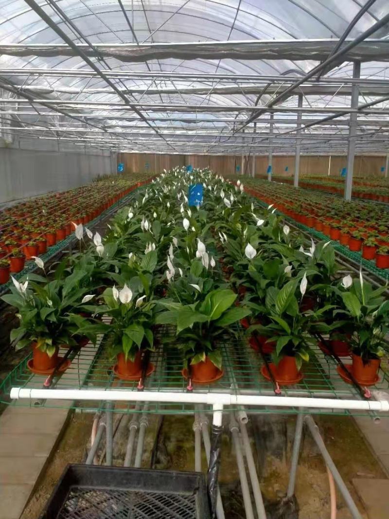 基地特价白掌盆栽一帆风顺量大可谈