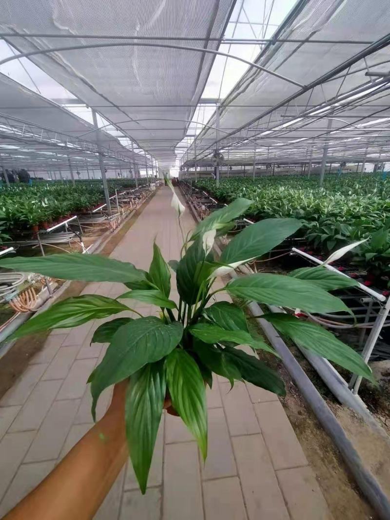 基地特价白掌盆栽一帆风顺量大可谈