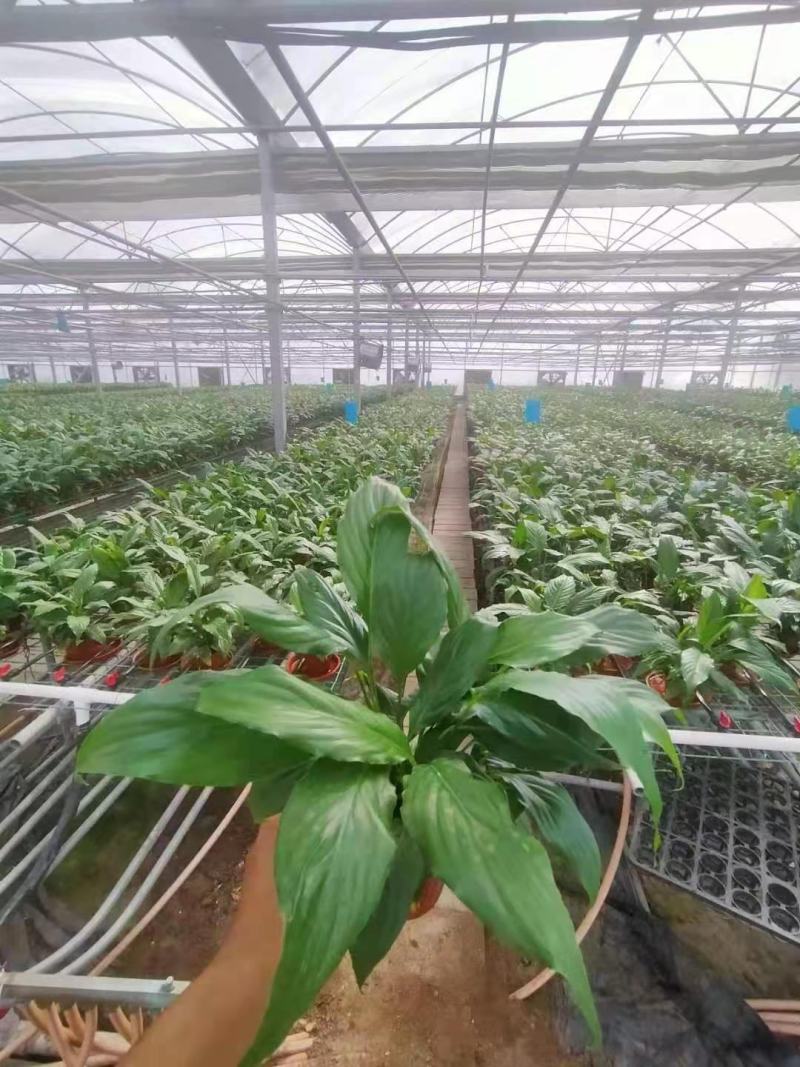 基地特价白掌盆栽一帆风顺量大可谈