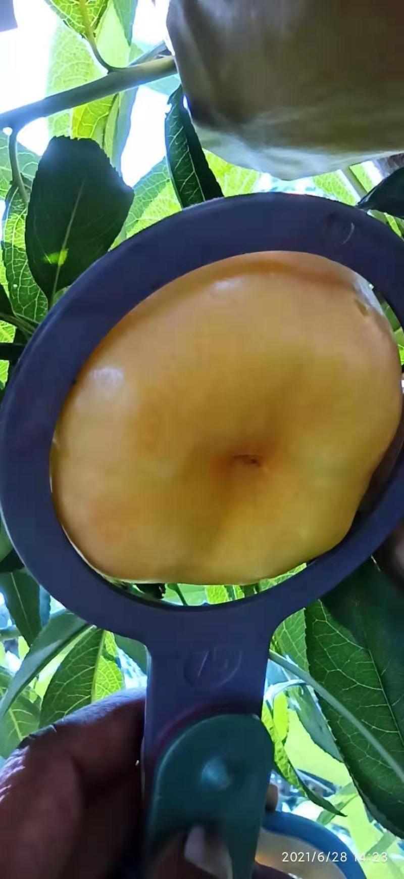 陕西礼泉县，各种黄桃，蟠桃大量上市，须要的联系