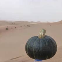 【推荐热销产品】沙漠贝贝南瓜，口感粉糯香甜种植在沙漠边上