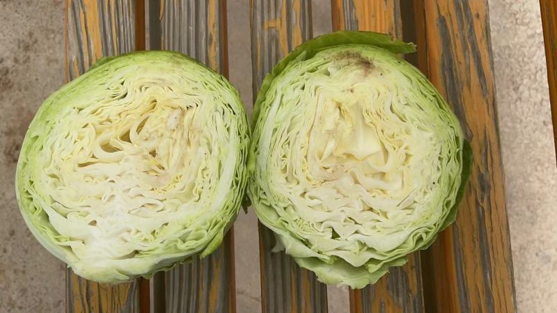 昔阳县圆包菜