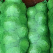 昔阳县圆包菜