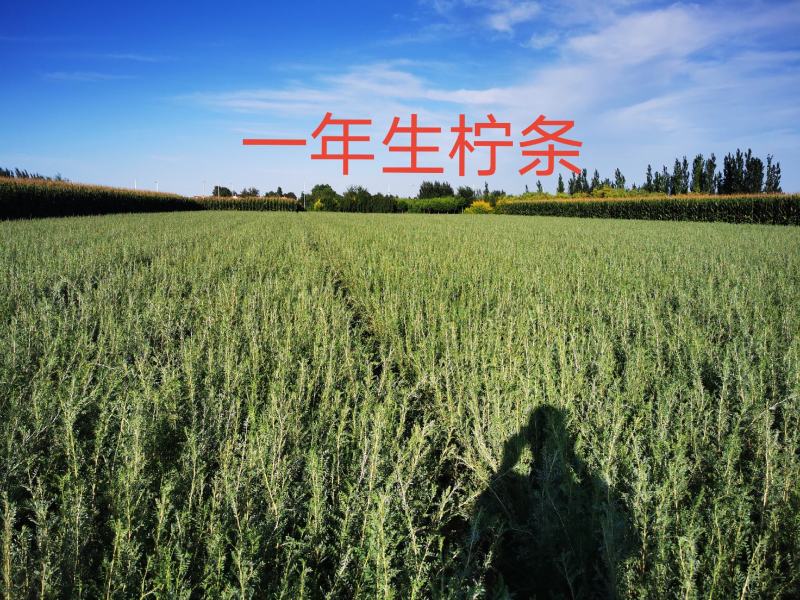 柠条（锦鸡）40公分以上，量大便宜