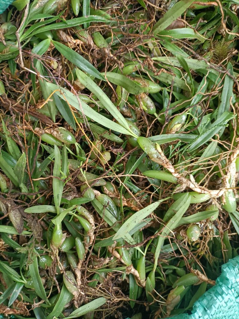 双叶小果，石橄榄