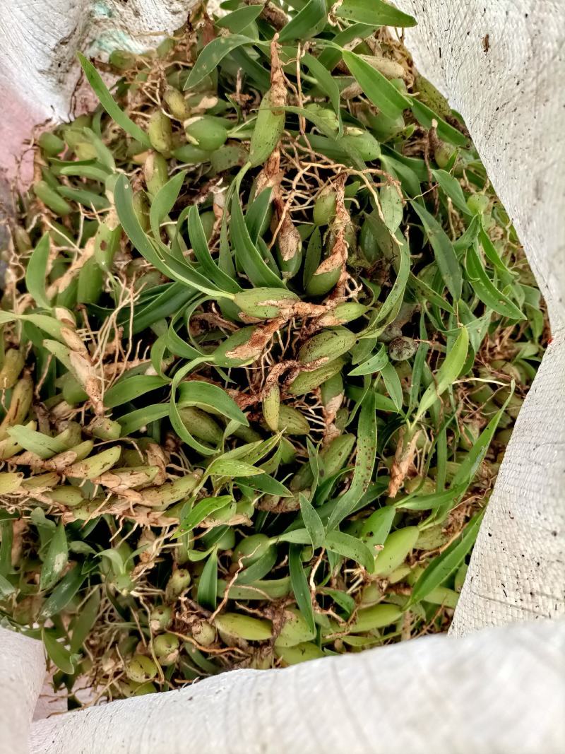 双叶小果，石橄榄