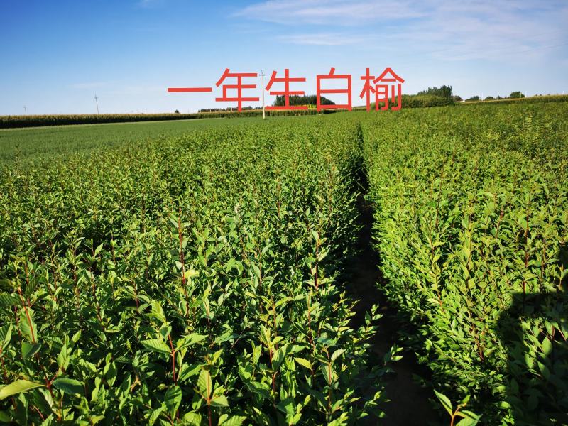 一年生白榆树苗量大，一年生白榆40-50-60公分起步