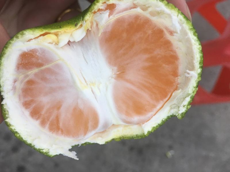 湖北电商特早柑橘宜昌特早蜜橘蜜橘早熟蜜橘，质量很好