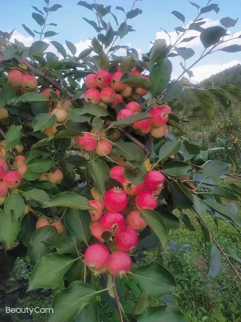 小苹果果脯用果沙果产地直供自然成熟货量充足