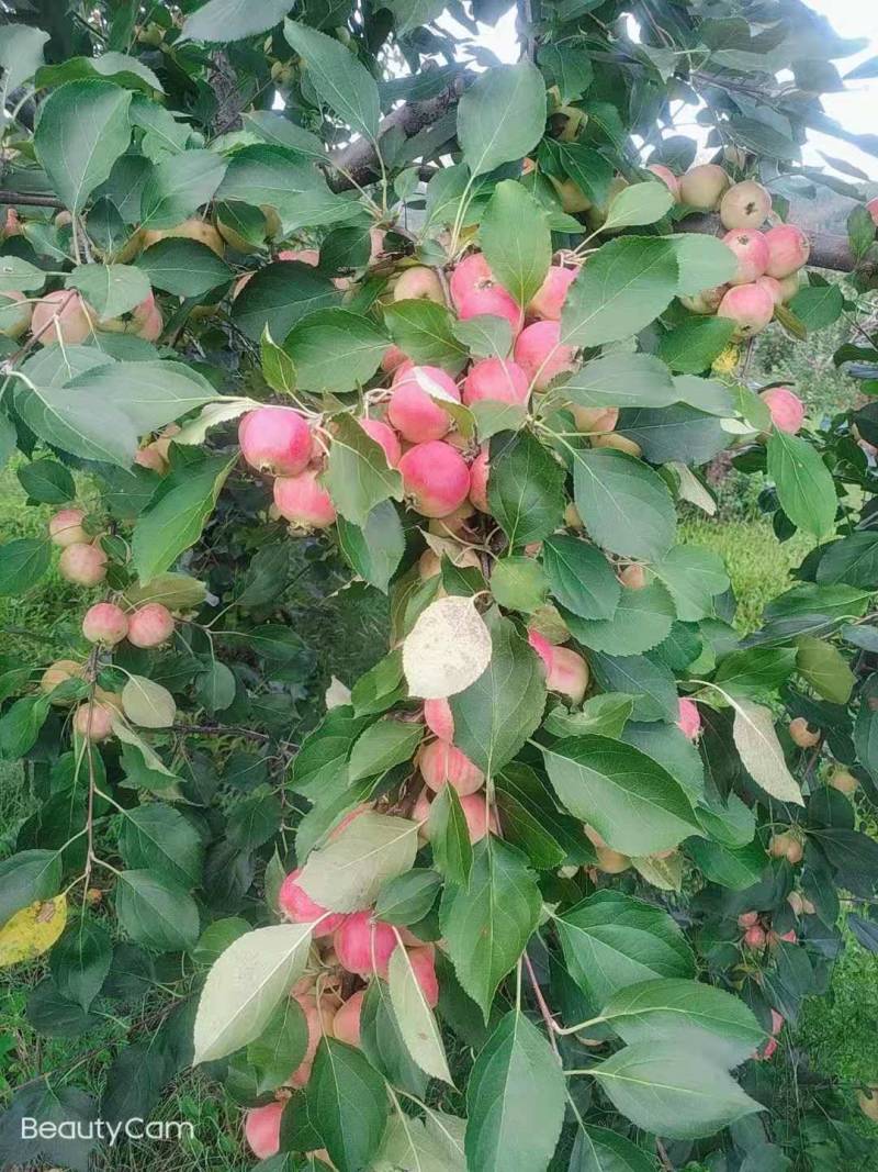 小苹果果脯用果沙果产地直供自然成熟货量充足