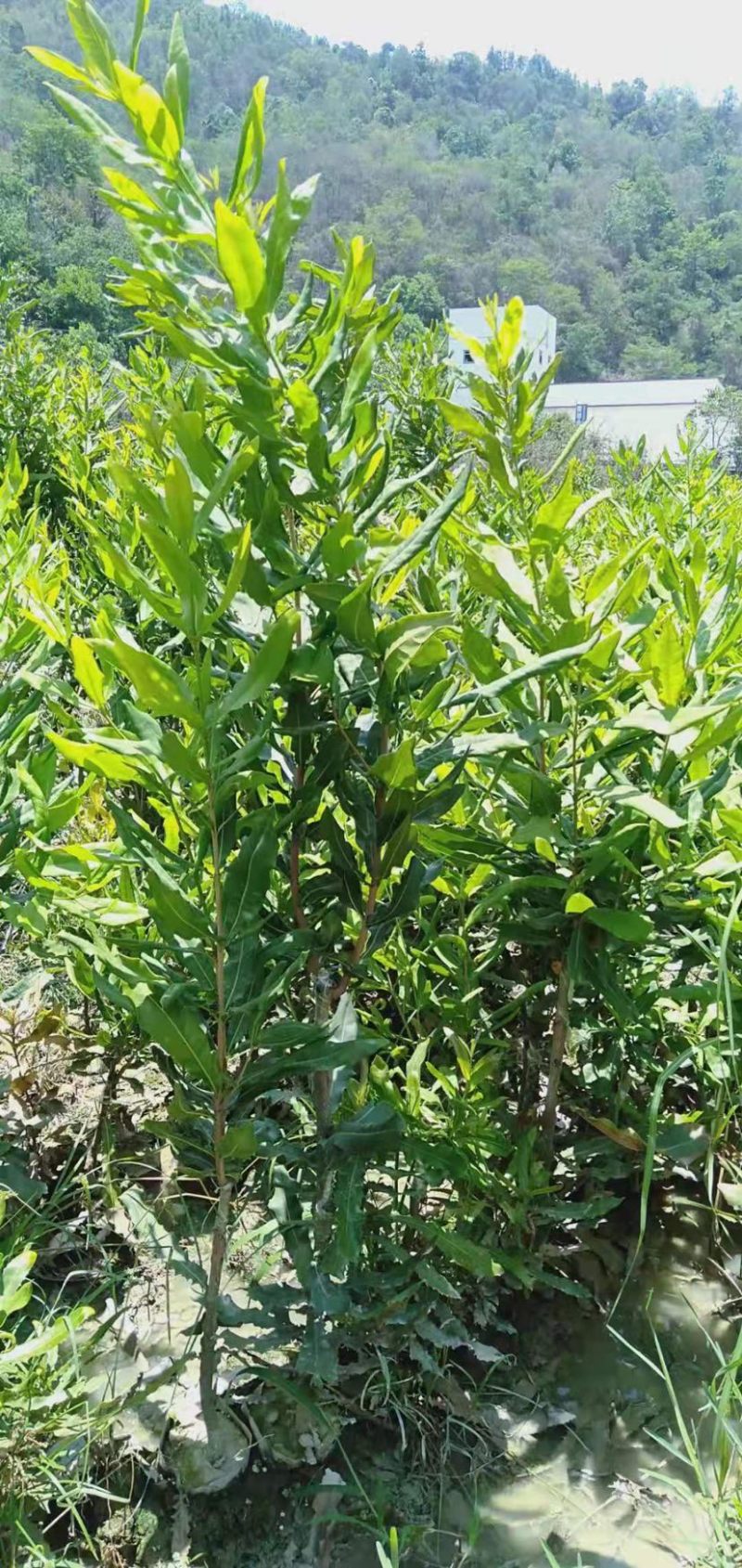 夏威夷果苗，澳洲坚果苗，澳洲坚果嫁接苗，夏威夷果