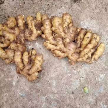 下架山东生姜批发产地，货源充足