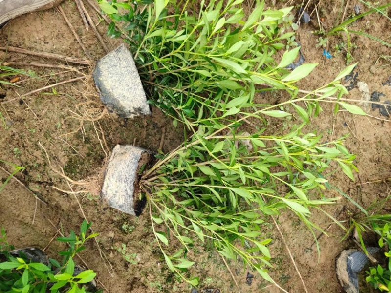 大叶栀子花小叶栀子花规格齐全质量保证欢迎选购