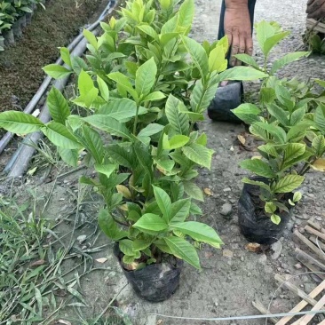 大叶栀子花小叶栀子花规格齐全质量保证欢迎选购
