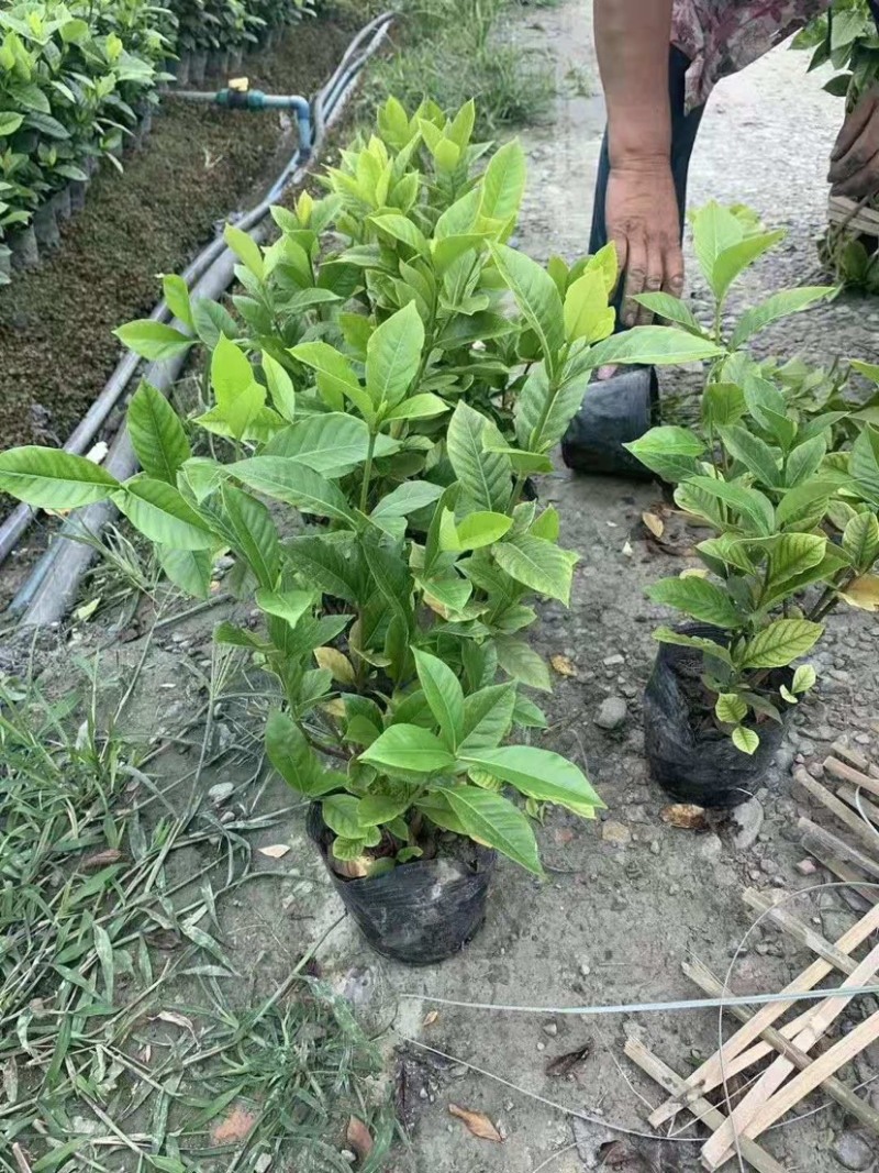 大叶栀子花小叶栀子花规格齐全质量保证欢迎选购