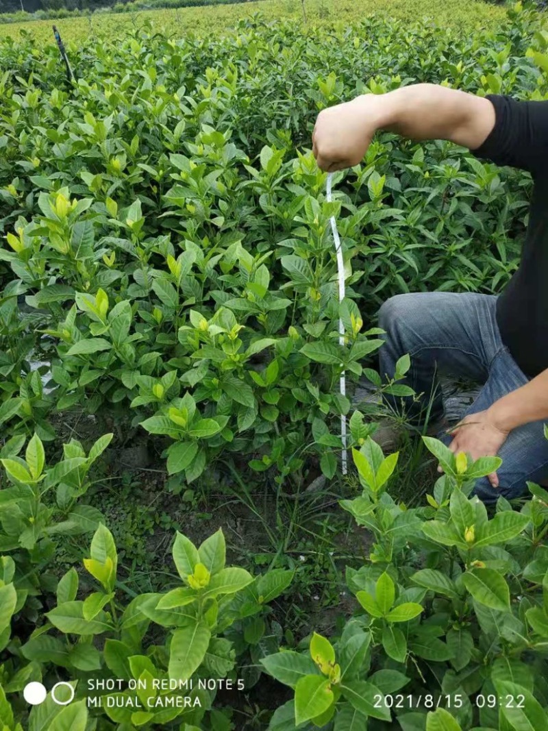 大叶栀子花小叶栀子花规格齐全质量保证欢迎选购