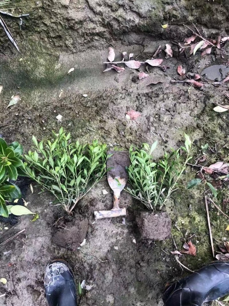 大叶栀子花小叶栀子花规格齐全质量保证欢迎选购