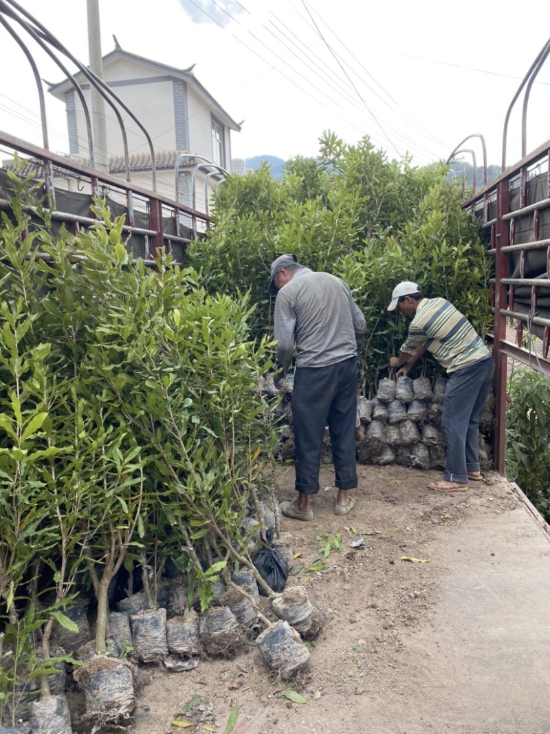 夏威夷果苗，澳洲坚果苗，澳洲坚果嫁接苗，夏威夷果