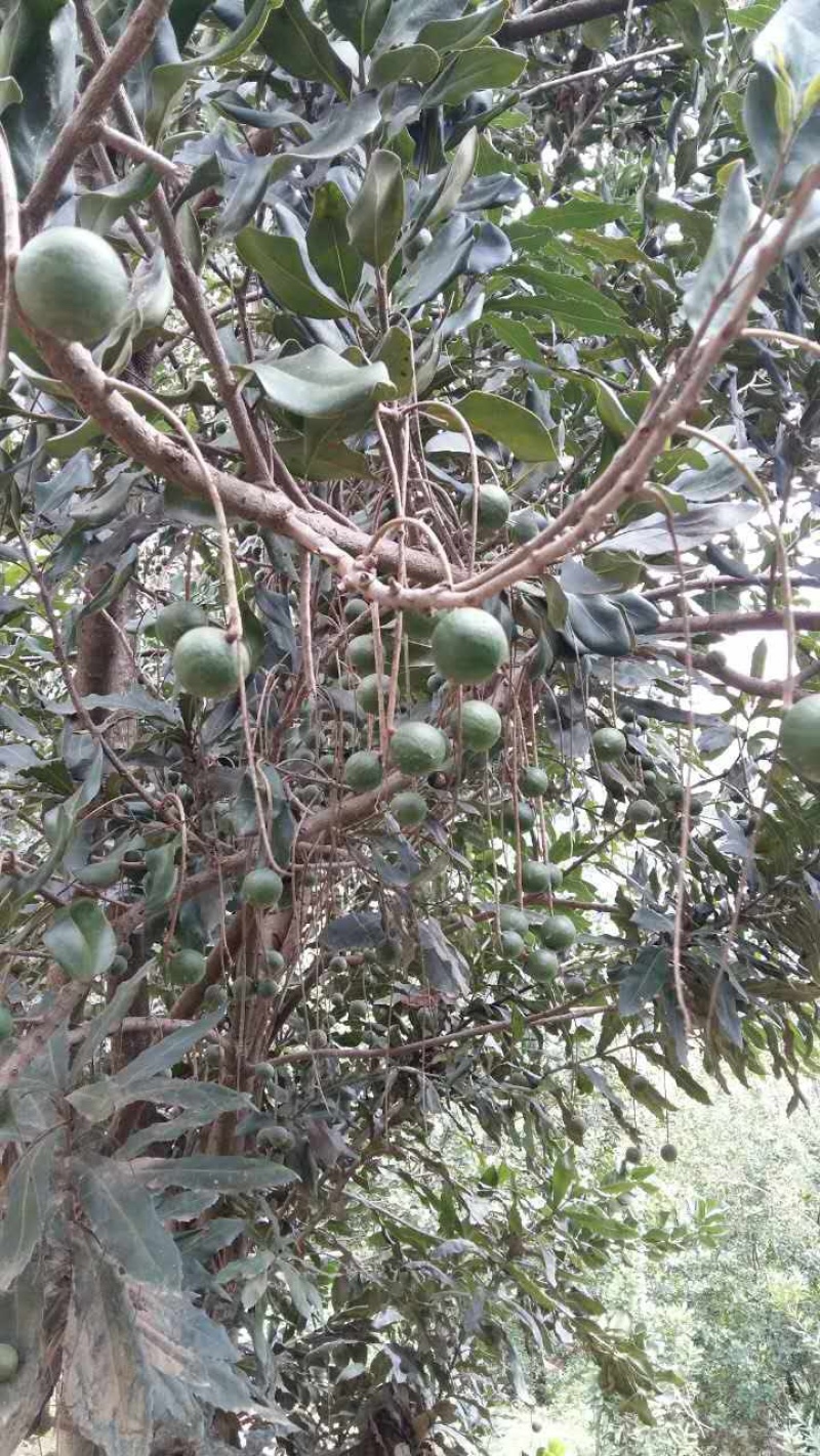 夏威夷果苗，澳洲坚果苗，澳洲坚果嫁接苗，夏威夷果