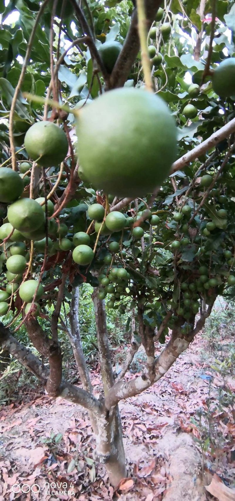 夏威夷果苗，澳洲坚果苗，澳洲坚果嫁接苗，夏威夷果