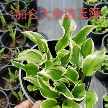 1加仑金边玉簪，，，，，