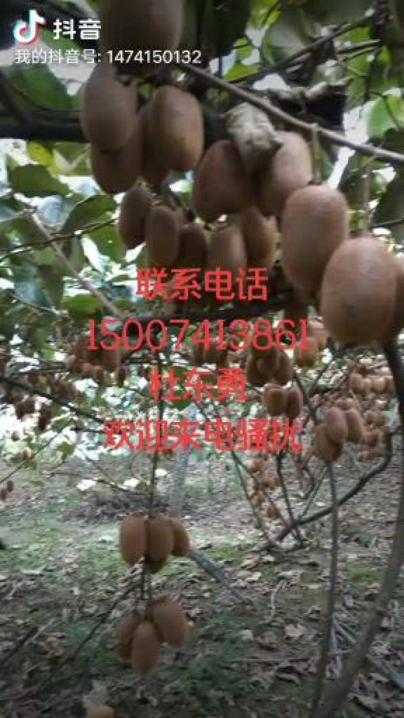 猕猴桃