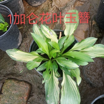 1加仑花叶玉簪，，，，，