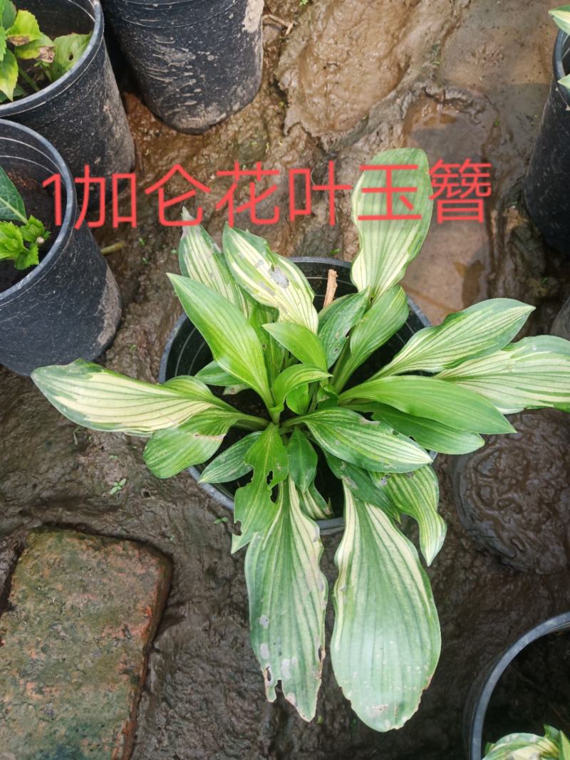 1加仑花叶玉簪，，，，，