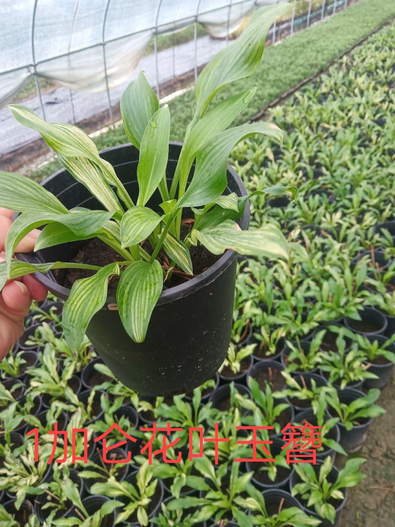1加仑花叶玉簪，，，，，