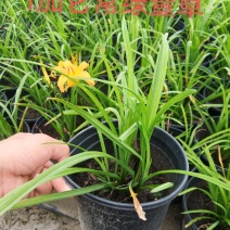 1加仑常绿萱草，，，，，
