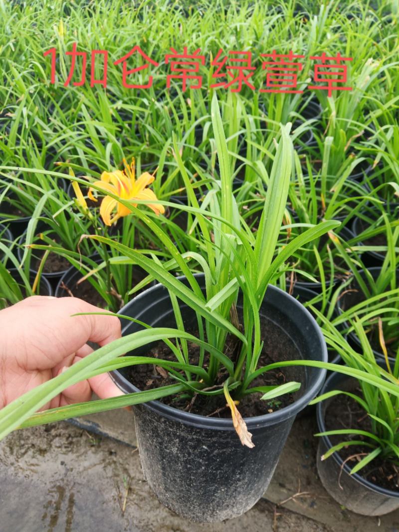 1加仑常绿萱草，，，，，