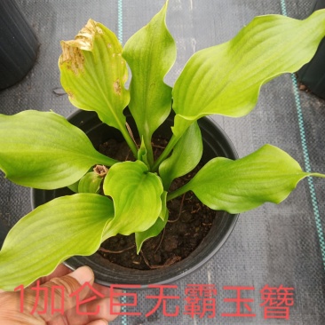 1加仑品种青叶玉簪，，，