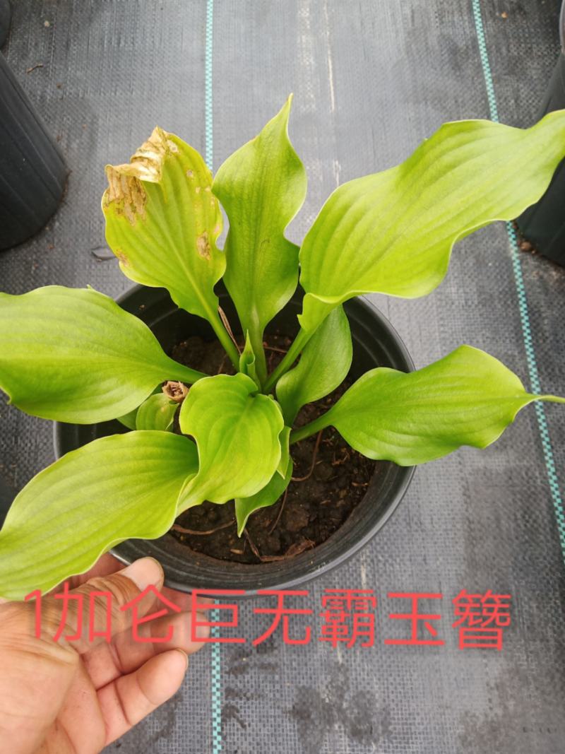 1加仑品种青叶玉簪，，，