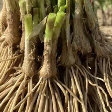两年培育成的宽叶高产韭菜苗是大棚大田的好选择，亩产五千万