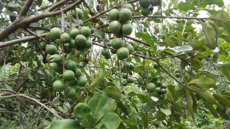 澳洲坚果苗，澳洲坚果嫁接苗，夏威夷果苗，基地直供，不零售